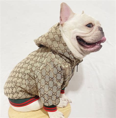 gucci dog sweater